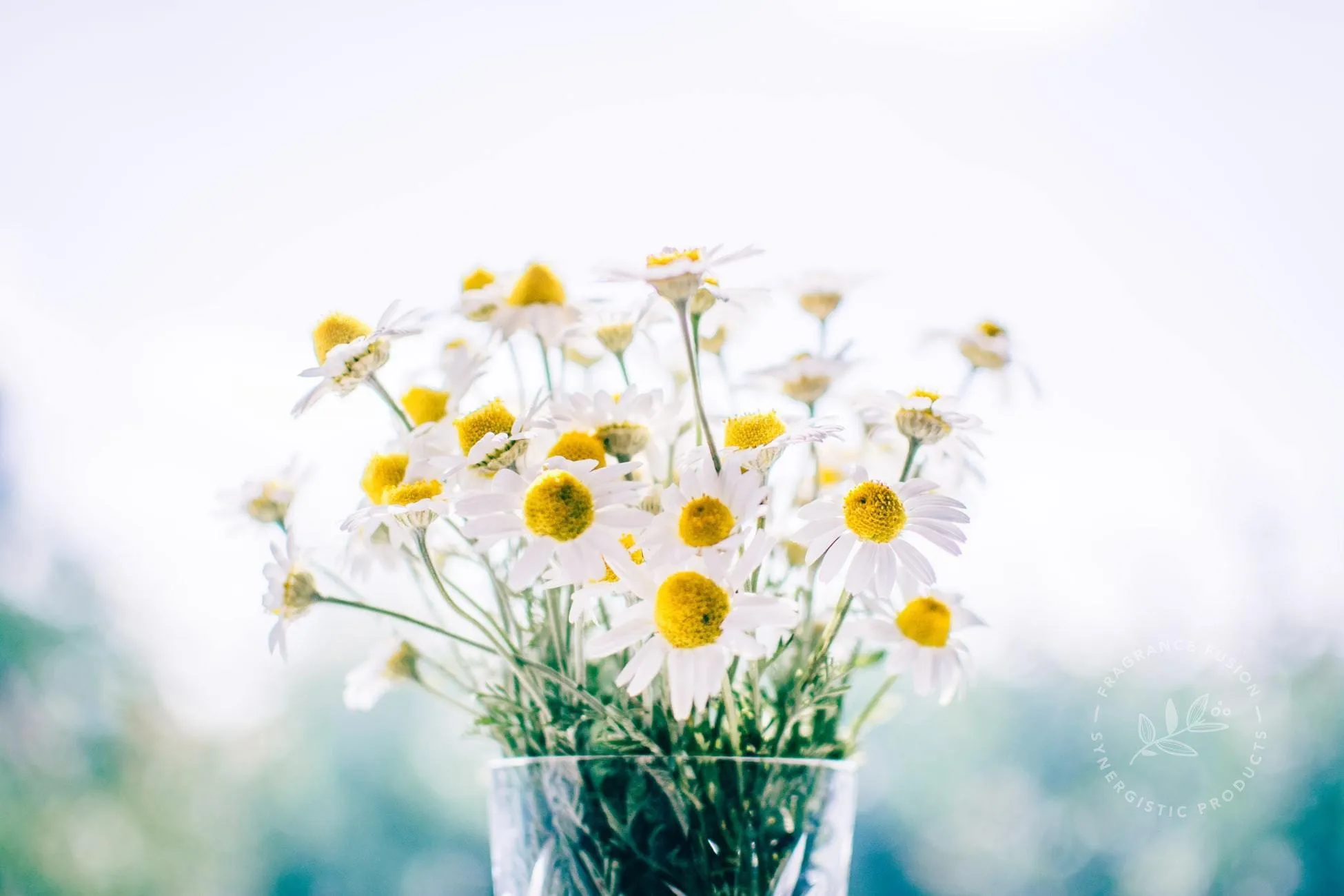 CHAMOMILE ROMAN essential oil