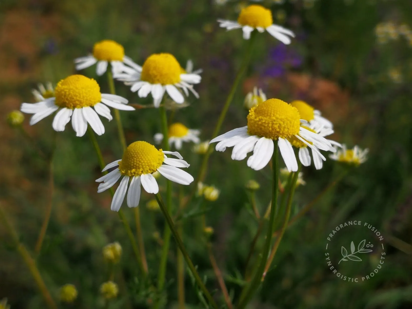 CHAMOMILE ROMAN essential oil
