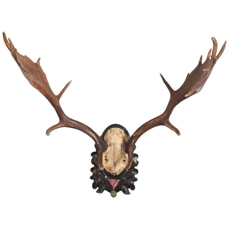Habsburg Fallow Deer Trophy on Black Forest Plaque with Veteran's Medal