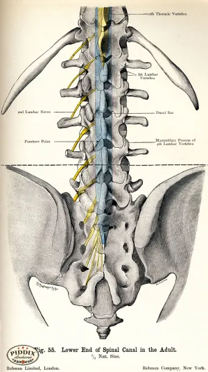 PDXC7205 -- Human Anatomy Spine